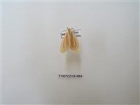 藏品(褐汙燈蛾)的圖片